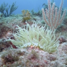 Giant Anemone