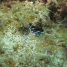 Pederson Cleaner Shrimp