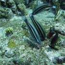 Juvenile Princess Parrotfish