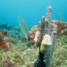 Flamingo Tongue