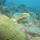 Elkhorn Coral