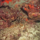 Spotted Spiny Lobster