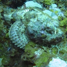 Spotted Scorpionfish