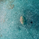 Flamingo Tongue