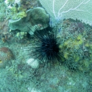 Long-Spined Urchin