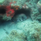 Balloonfish