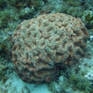 Spiny Flower Coral