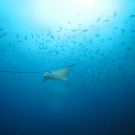 Spotted Eagle Ray