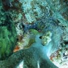 Flamingo Tongue