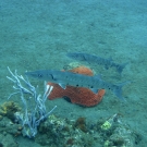 Great Barracuda