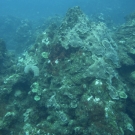 Pillar Coral