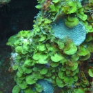 Encrusting Fan-Leaf Algae