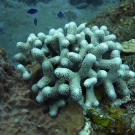 Finger coral