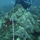 Scientific diver conducting a survey.