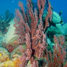 Colorful Sea Rod