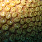 Great Star Coral