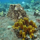 Yellow tube sponge with giant barrel sponge and juvenile bluehead.