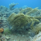 Sea plumes in the currents.