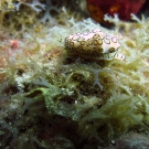 Flamingo Tongue