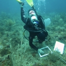 Scientific diver working on a quadrat.