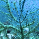 Hydroid Zoanthid