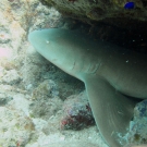 Nurse Shark