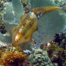 Caribbean Reef Squid