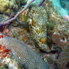 Balloonfish