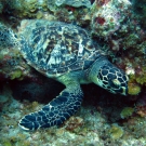 Loggerhead Turtle