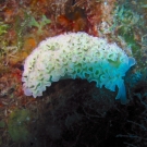 Lettuce Sea Slug