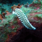 Bearded Fire Worm