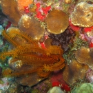 Golden Crinoid