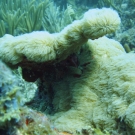 Encrusting Gorgonian