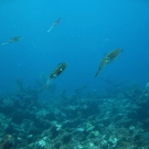 Caribbean Reef Squid