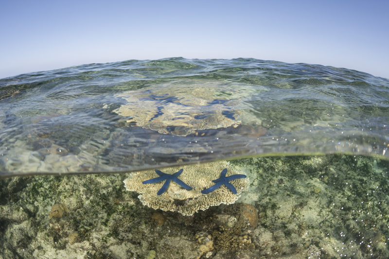 Acropora table corals at low tide in shallow water with blue linkia starfish. © Jürgen Freund/LOF