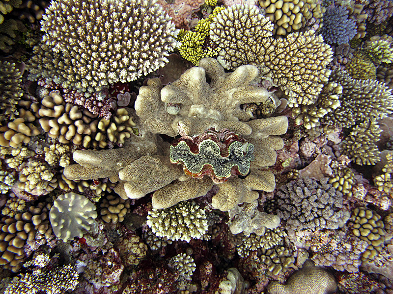 Colorful corals. © Samantha Clements /LOF