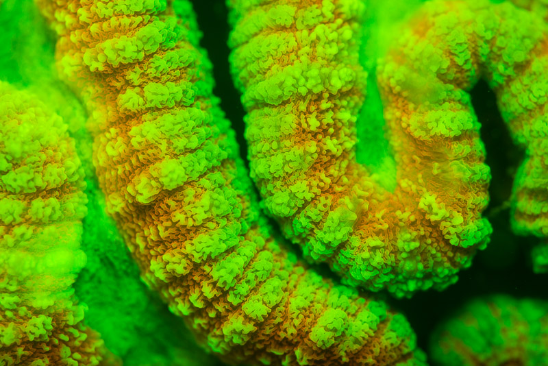 Coral illuminated with fluorescent light. © Jürgen Freund/LOF  
