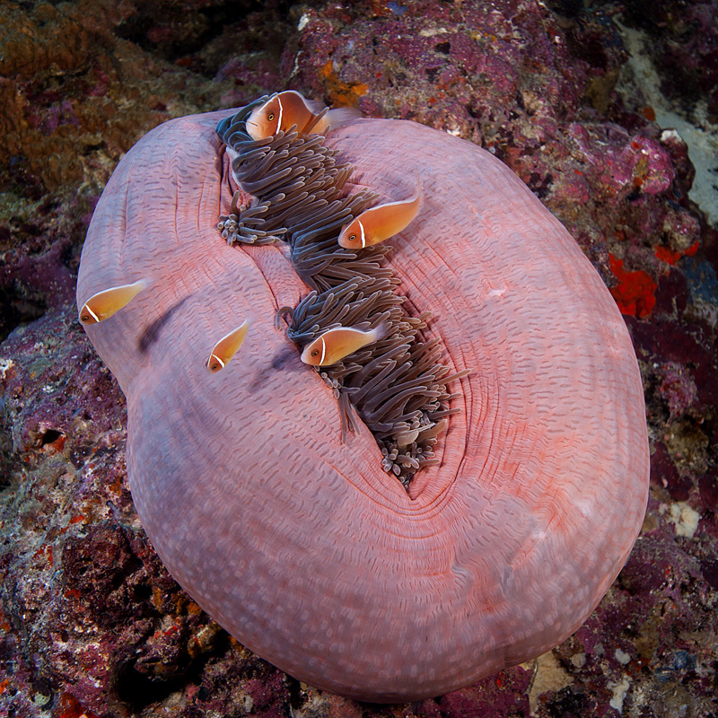 Large pink anemone and clownfish in the Solomon Islands © Ken Marks/LOF