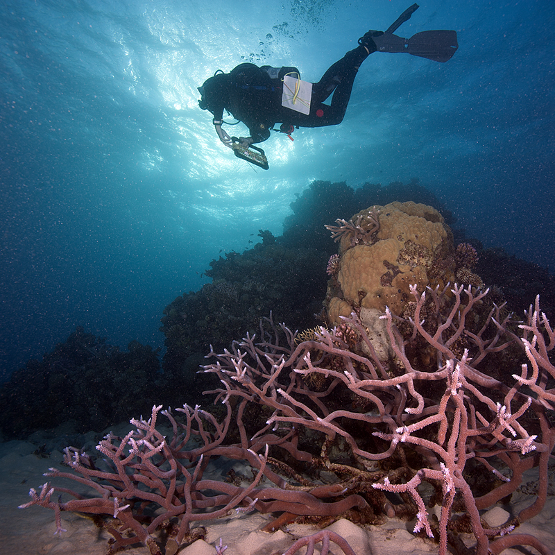 Scientist surveying the reef © Ken Marks/LOF