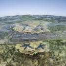 Acropora table corals at low tide in shallow water with blue linkia starfish. © Jürgen Freund/LOF