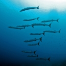 A school of barracuda near the Solomon Islands © Ken Marks/LOF