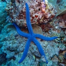 Blue seastar! © Kristen Stolberg/LOF