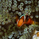I see you! Clownfish in the Solomon Islands © Ken Marks/LOF
