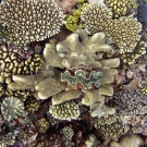 Colorful corals. © Samantha Clements /LOF