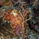 Coolest. Octopus. Ever. © Ken Marks/LOF