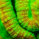 Coral illuminated with fluorescent light. © Jürgen Freund/LOF  