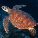 Green sea turtle in the Solomon Islands © Ken Marks/LOF