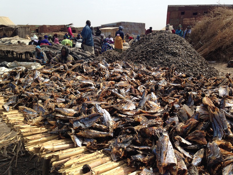 Tons of fish are dried and processed by hand every year in Joal.