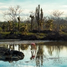 A flamingo feeding in the shallows. (© Daniel Correia/UNESCO)