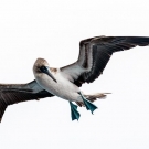 Blue footed booby, the most awesome bird ever. (© Daniel Correia/UNESCO)